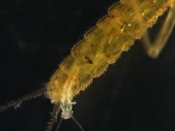 Live birth of a nymph